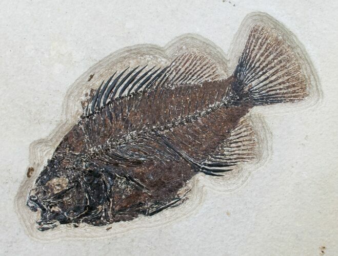 Priscacara Fossil Fish - Green River Formation #13086